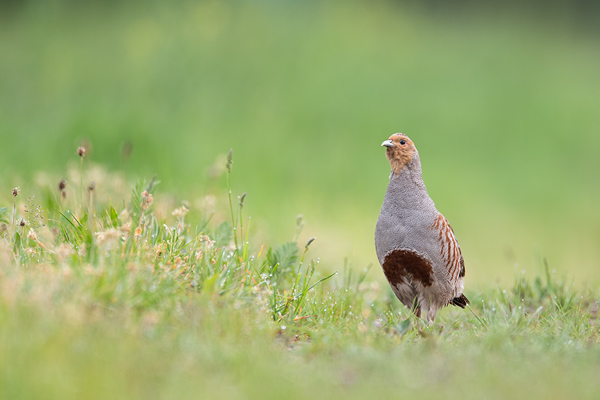 Rebhuhn, Perdix perdix