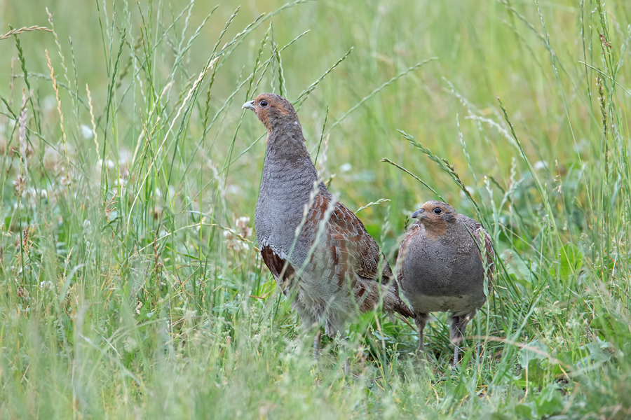Rebhuhn, Perdix perdix
