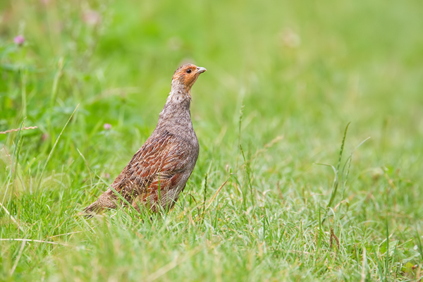 Rebhuhn, Perdix perdix