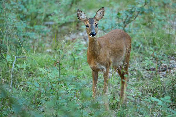 Rehwild, Capreolus capreolus