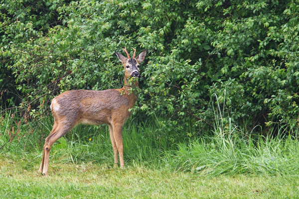 Rehwild, Capreolus capreolus