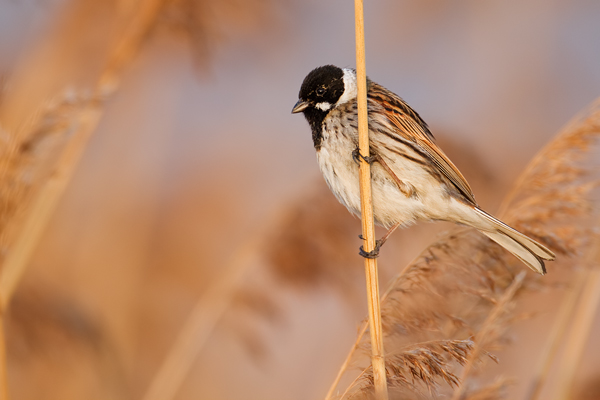 Rohrammer, Emberiza schoeniclus