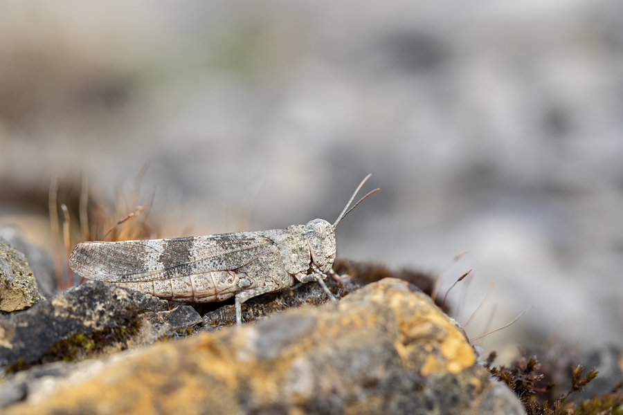 Rotflügelige Ödlandschrecke , Oedipoda germanica