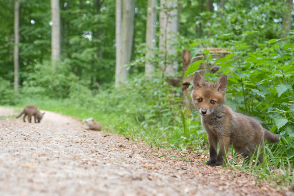 Rotfuchs, Vulpes vulpes