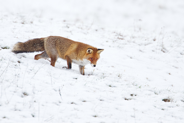 Rotfuchs, Vulpes vulpes