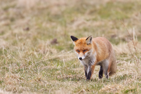 Rotfuchs, Vulpes vulpes