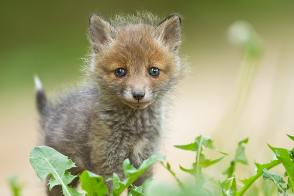 Rotfuchs, Vulpes vulpes