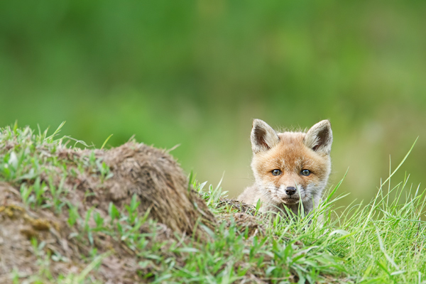 Rotfuchs, Vulpes vulpes