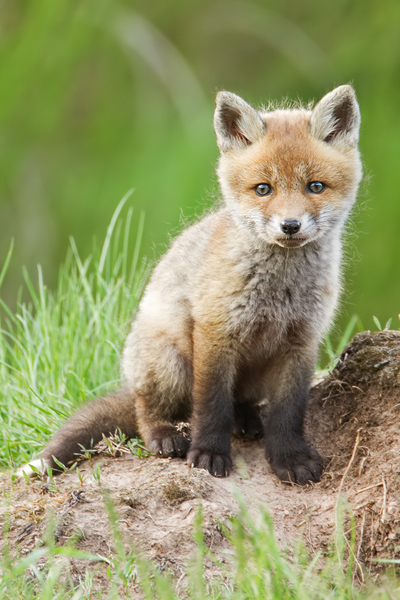 Rotfuchs, Vulpes vulpes