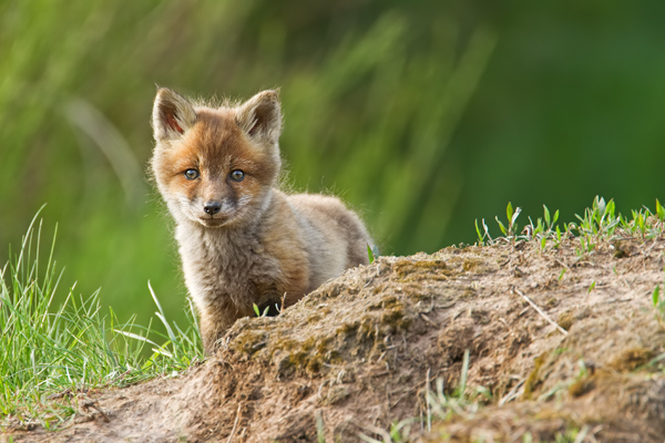 Rotfuchs, Vulpes vulpes