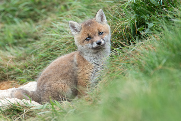 Rotfuchs, Vulpes vulpes