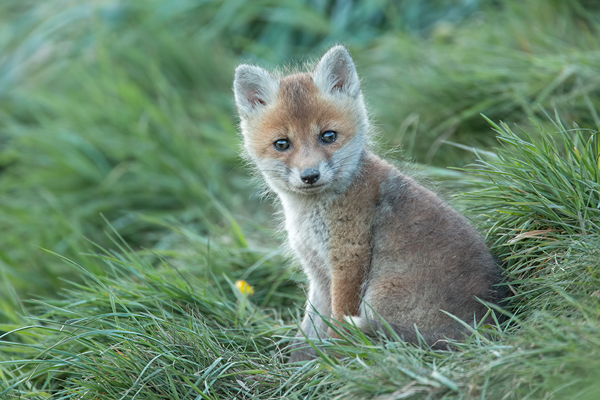 Rotfuchs, Vulpes vulpes