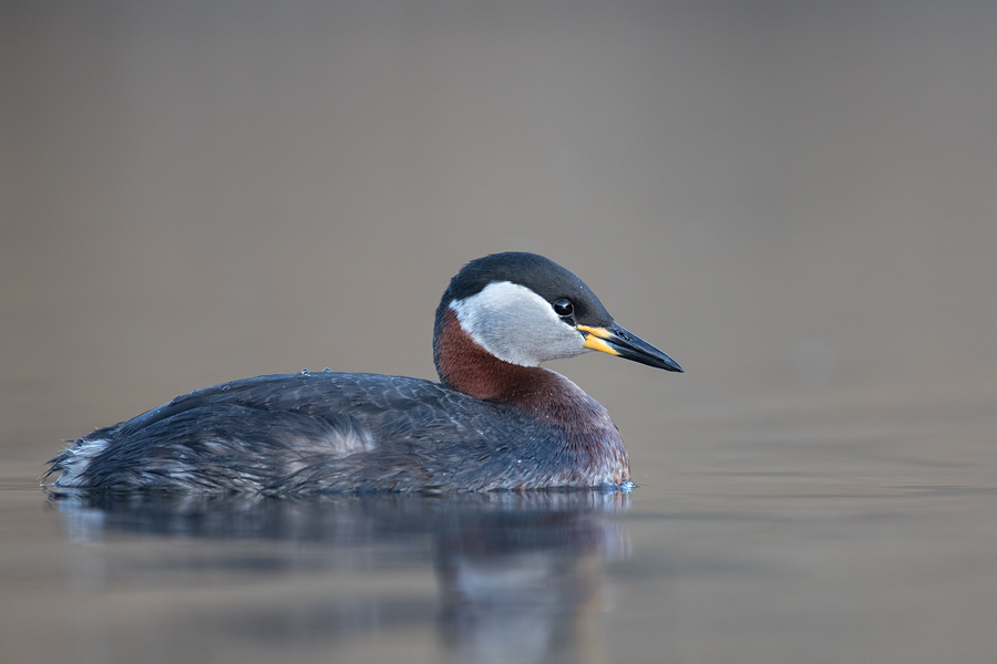 Rothalstaucher, Podiceps grisegena