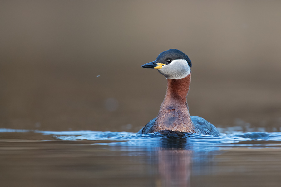 Rothalstaucher, Podiceps grisegena