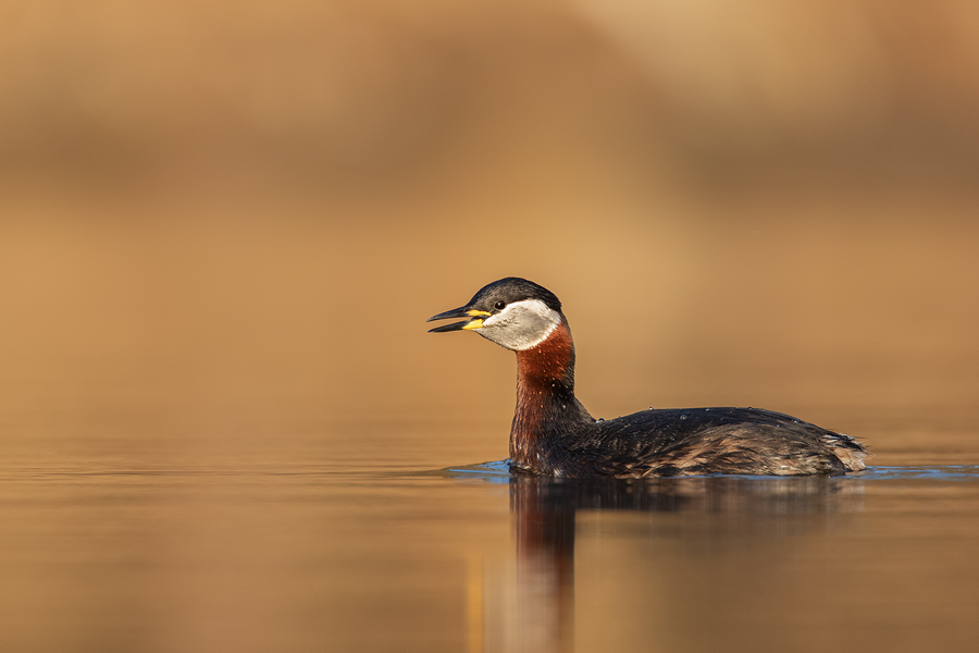 Rothalstaucher, Podiceps grisegena
