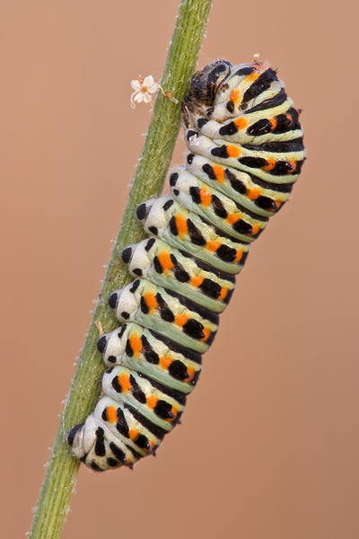 Schwalbenschwanz, Papilio machaon