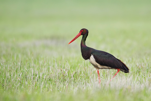 Schwarzstorch, Ciconia nigra