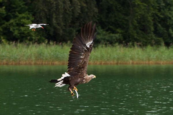 Seeadler, Haliaeetus albicilla