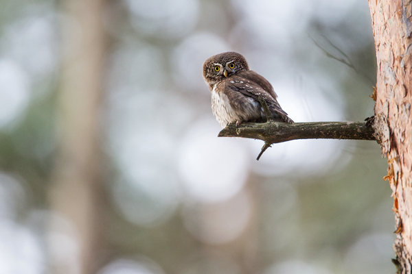 Sperlingskauz, Glaucidium passerinum