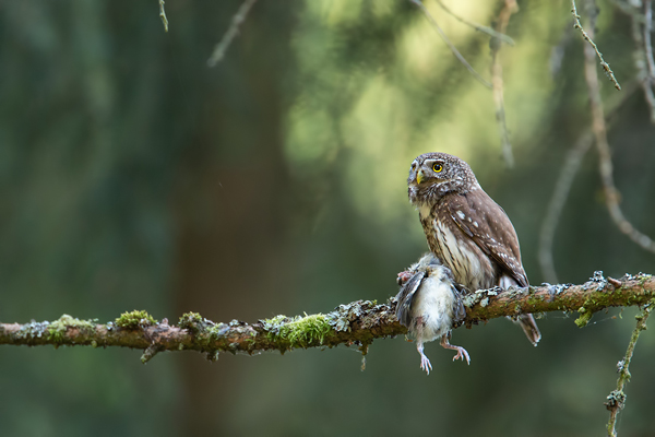 Sperlingskauz, Glaucidium passerinum