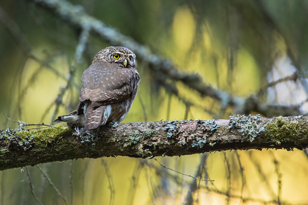 Sperlingskauz, Glaucidium passerinum