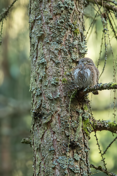 Sperlingskauz, Glaucidium passerinum