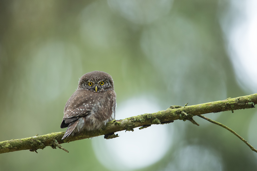 Sperlingskauz, Glaucidium passerinum