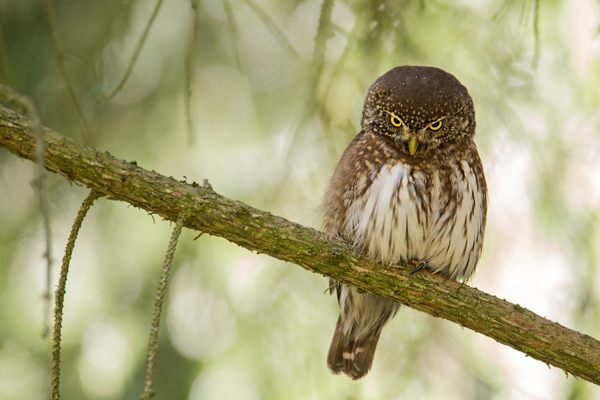 Sperlingskauz, Glaucidium passerinum