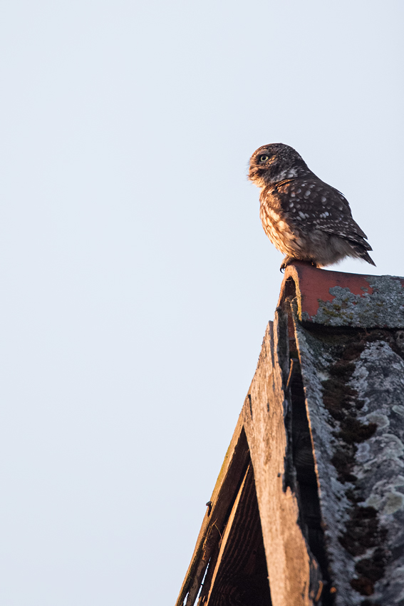 Steinkauz, Athene noctua