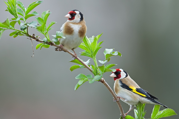 Stieglitz, Carduelis carduelis