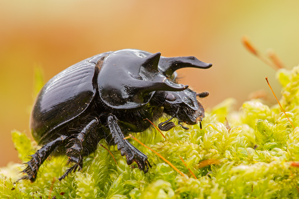 Stierkäfer, Typhaeus typhoeus