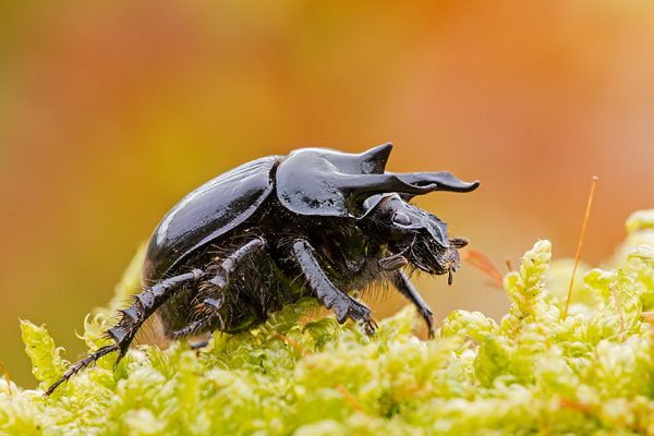 Stierkäfer, Typhaeus typhoeus