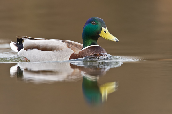 Stockente, Anas platyrhynchos