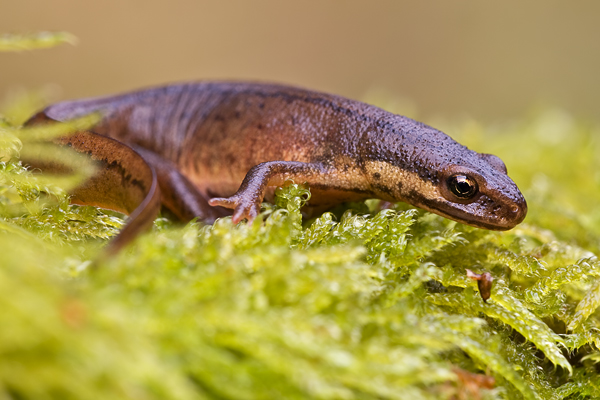 Teichmolch, Lissotriton vulgaris