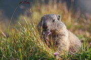 Alpenmurmeltier, Marmota marmota