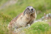 Alpenmurmeltier, Marmota marmota