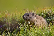 Alpenmurmeltier, Marmota marmota