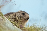 Alpenmurmeltier, Marmota marmota