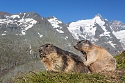 Alpenmurmeltier, Marmota marmota