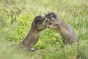 Alpenmurmeltier, Marmota marmota