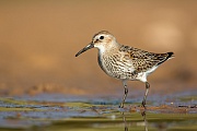 Alpenstrandläufer , Calidris alpina