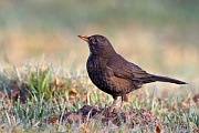 Amsel, Turdus merula