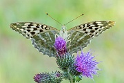 Kaisermantel, Argynnis paphia f. valesina