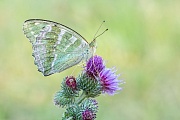 Kaisermantel, Argynnis paphia f. valesina