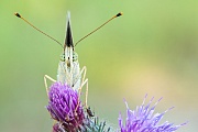 Kaisermantel, Argynnis paphia f. valesina