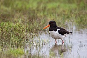 Austernfischer, Haematopus ostralegus