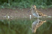 Bekassine, Gallinago gallinago