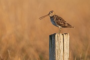 Bekassine, Gallinago gallinago