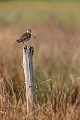 Bekassine, Gallinago gallinago