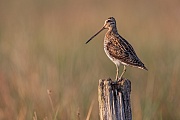 Bekassine, Gallinago gallinago